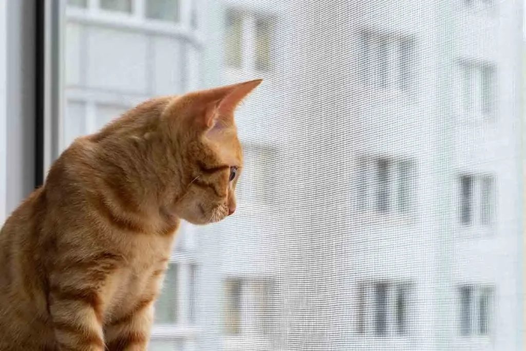 Kedi Sinekliği İçerenköy Hizmeti