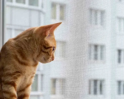 Kedi Sinekliği İçerenköy